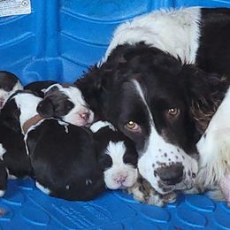 English Springer Spaniel Puppies from 31 Pines Springers & Retrievers