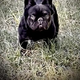 "Jimmy Changas" French Bulldog All Grown Up from YZC Frenchies at 4C Ranch