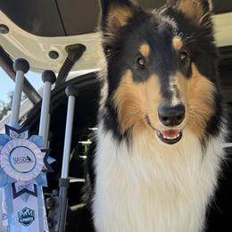 Mr Green - Scottish Collie puppy in Lynden, Washington from Woodpecker Farm