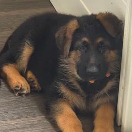 Orange - Black and red male German Shepherd puppy in Spring Hill, Florida from Iron Crest Shepherds