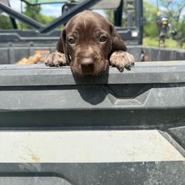 Black Collar - Liver roan male German Shorthaired Pointer puppy in Axtell, Texas from Texas German Shorthaired Pointers