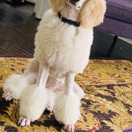 Poodle All Grown Up from Designer Doodles and Poodles