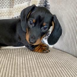 Male 4 - Blue and tan male Dachshund puppy in Elizabethtown, Kentucky from Lavender and Willow Dachshunds