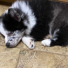 Pomsky Puppies from Perfect Pomskies