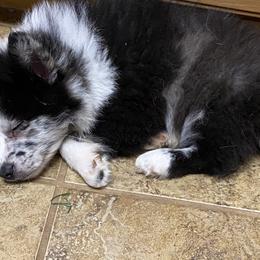 Pomsky Puppies from Perfect Pomskies