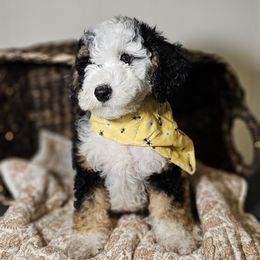 Panda Yellow Collar - Tri-color female Bernedoodle puppy in Bonham, Texas from Happy Valley Puppies