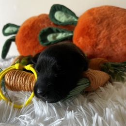 Belgian Malinois Puppies from Z Domu Niedzwiedzia Malinois