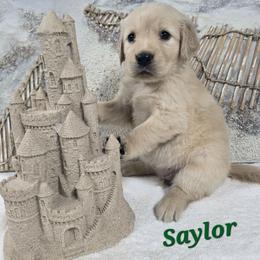 Sailor - Light golden female Golden Retriever puppy in Marietta, Oklahoma from Dogs of Diamond B