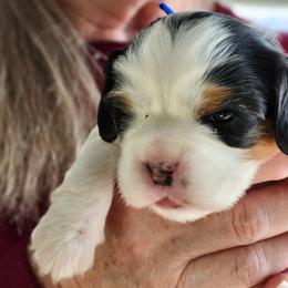 Russ - Tri-color male Cavalier King Charles Spaniel puppy in Waterloo, Iowa from Muddy Paws Cavaliers