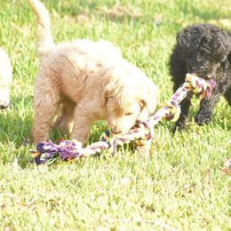 Bernedoodle, Goldendoodle, and Poodle Puppies from Four Willows Farm
