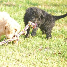 Bernedoodle, Goldendoodle, and Poodle Puppies from Four Willows Farm