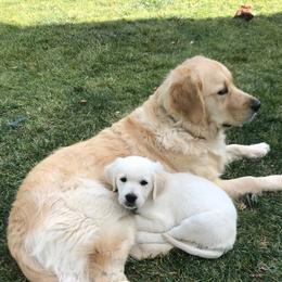 Golden Retrievers from Goldway Golden Retrievers