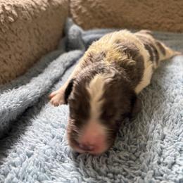 Jared - Blue merle male Bernedoodle puppy in Rochester, Massachusetts from Harmony Hill Doodles