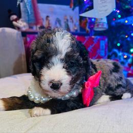 Ivy - Merle female Bernedoodle puppy in Sherman, Illinois from Shirl Doodle Life