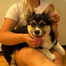 Georgie - Black and tan male Pembroke Welsh Corgi puppy in Creston, Iowa from GSF Pembroke Welsh Corgis