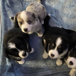 Cardigan Welsh Corgis from Wynnewood Corgis