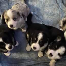 Cardigan Welsh Corgis from Wynnewood Corgis