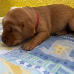 Ace - Yellow male Labrador Retriever puppy in Melrose, New Mexico from ECMO Farm Dalmatians & Labrador Retrievers