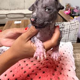 Boy 1 - Black and white male Xoloitzcuintli puppy in Lakeview, California from Xchaman Xoloitzcuintli
