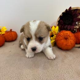Peri - Fawn female Pembroke Welsh Corgi puppy in Millsap, Texas from Punchy Pembroke Ranch