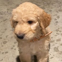 Goldendoodle and Poodle Puppies from Funny Farm Doodles