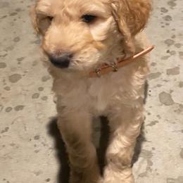 Goldendoodle and Poodle Puppies from Funny Farm Doodles