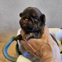 Sprout - Brown male Brussels Griffon puppy in Lewiston, Idaho from Rose's Brussels Griffons