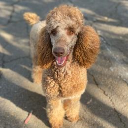 Heidi - Poodle