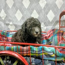 Dusk - Black male Poodle puppy in Neosho, Missouri from Star Light Pups