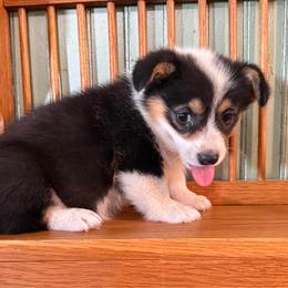 Nova - Black and tan female Pembroke Welsh Corgi puppy in Derby, Iowa from NHC Kennels
