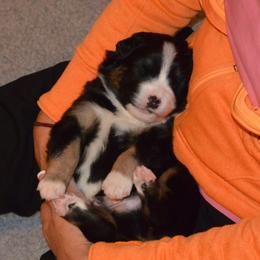 Australian Shepherd Puppies from Highline