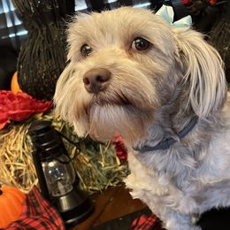 Roxy - Havanese