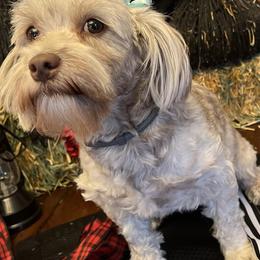 Roxy - Havanese