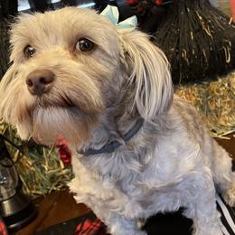Roxy - Havanese