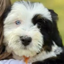 Bernedoodle, Bernese Mountain Dog, and Poodle Puppies from Bubbling Springs Doodles, LLC
