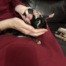 Carmel - Black rust and white female Bernese Mountain Dog puppy in Strasburg, Ohio from Lois Allison
