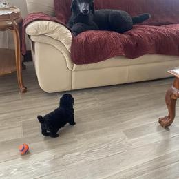 Poodle Puppies from D and D Standard Poodles