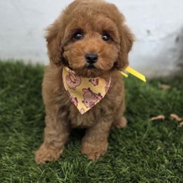 Sunny - Red male Maltipoo puppy in San Diego, California from Maltipoos SD