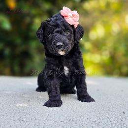 Zora - Black and white female Aussiedoodle puppy in Centreville, Mississippi from Trin's Designer Doodles
