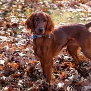 Irish Setters from Heartland Irish Setters