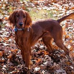 Irish Setters from Heartland Irish Setters