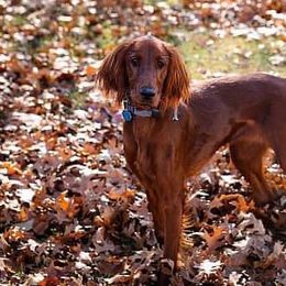 Irish Setters from Heartland Irish Setters
