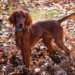 Irish Setters from Heartland Irish Setters