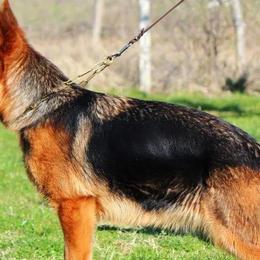 German Shepherds from Von Rechtschaffenheit School of Dog Training