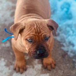 Blue male - Red male Boerboel puppy in Rockford, Illinois from Adoraboerboels