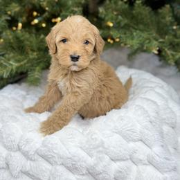 Apricot abstract male - Yellow and white male Bernedoodle puppy in Crete, Illinois from Plum Valley Pups