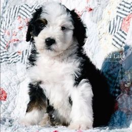 Alfalfa - Tri-color male Bernedoodle puppy in Grove, Oklahoma from Grand Lake Poodles & Doodles