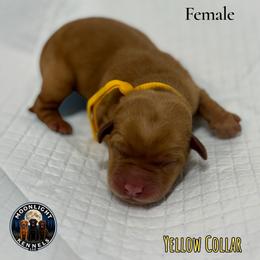 Faith Yellow Collar - Yellow female Labrador Retriever puppy in Elloree, South Carolina from Moonlight Kennels LLC