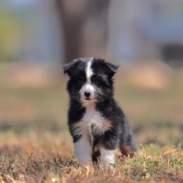 Bento - Black tri male Toy Australian Shepherd puppy in Georgetown, Texas from Minikin Manor