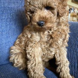 Goldendoodle Puppies from Simply Mini Goldendoodles